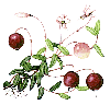 Cranberry Extract-US Stock available