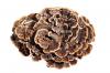 Coriolus Versicolor Extract