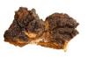 Chaga mushroom Extract
