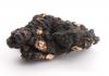 Polyporus umbellatus Extract