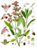 Sage extract powder