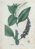 Poke Root Extract