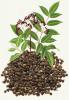 Evodia rutaecarpa extract powder