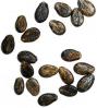 Watermelon Seed Extract