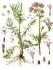 Valerian root Extract powder(Valeriana officinalis)