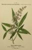 Chasteberry Extract powder-US Stock available
