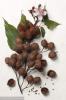 Annatto Powder Extract