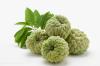 Annona squamosa Powder Extract