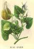Aristolochia Powder Extract