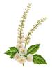 Black Cohosh Extract powder-US stock Available