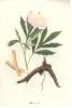 White peony Root Extract powder-US Stock available 