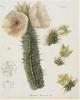 Hoodia Gordonii Extract powder