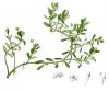 Bacopa monnieri extract powder-US Stock available