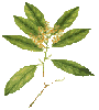 Symplocos Racemosa bark Extract powder