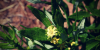 Fadogia Agrestis Powder extract